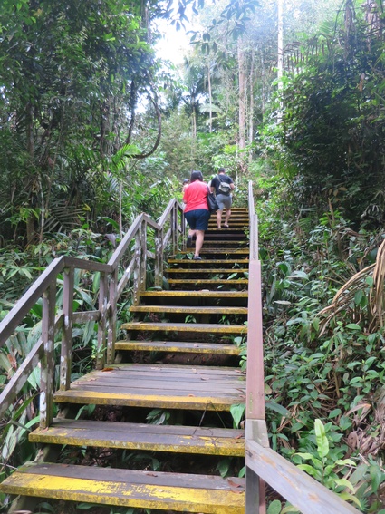 マクリッチ散歩☆Petai Trail☆シンガポールでお勧め自然歩き♪_c0212604_22333.jpg