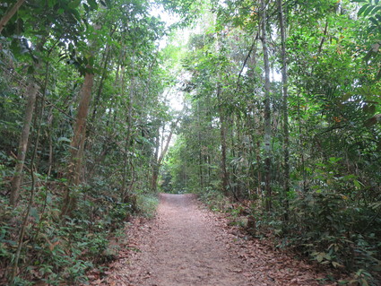 マクリッチ散歩☆Petai Trail☆シンガポールでお勧め自然歩き♪_c0212604_2251331.jpg