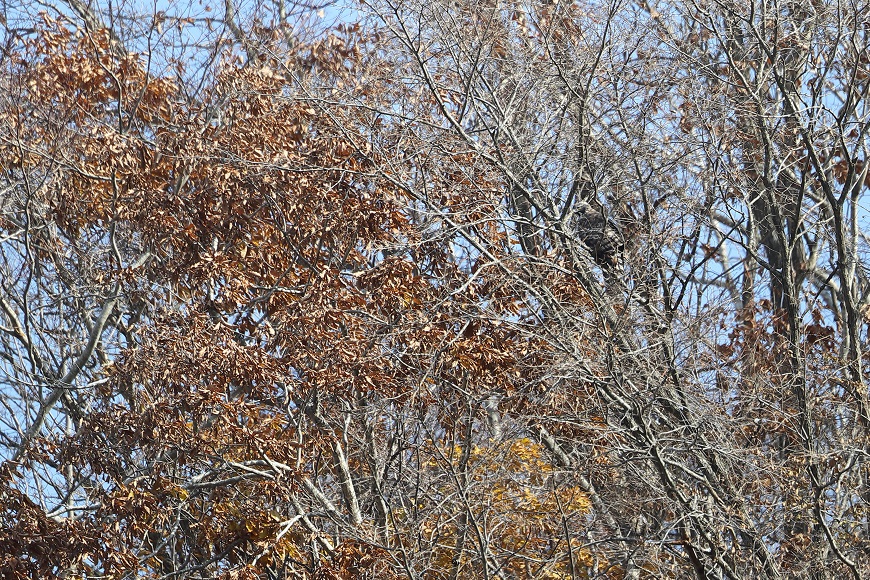 c0295707_15455340.jpg