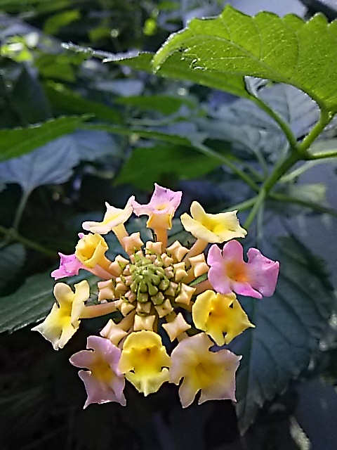 f0024708_1611423.jpg