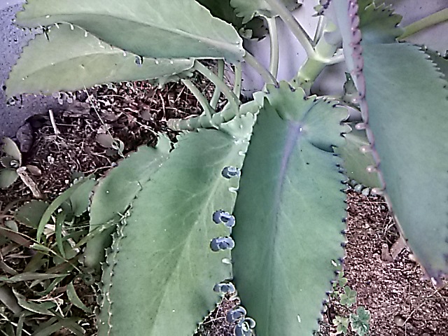 f0024708_16114359.jpg