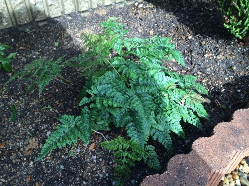 シダ植物を地植えに ちいさな庭で シダ植物を地植えに ちいさな庭で