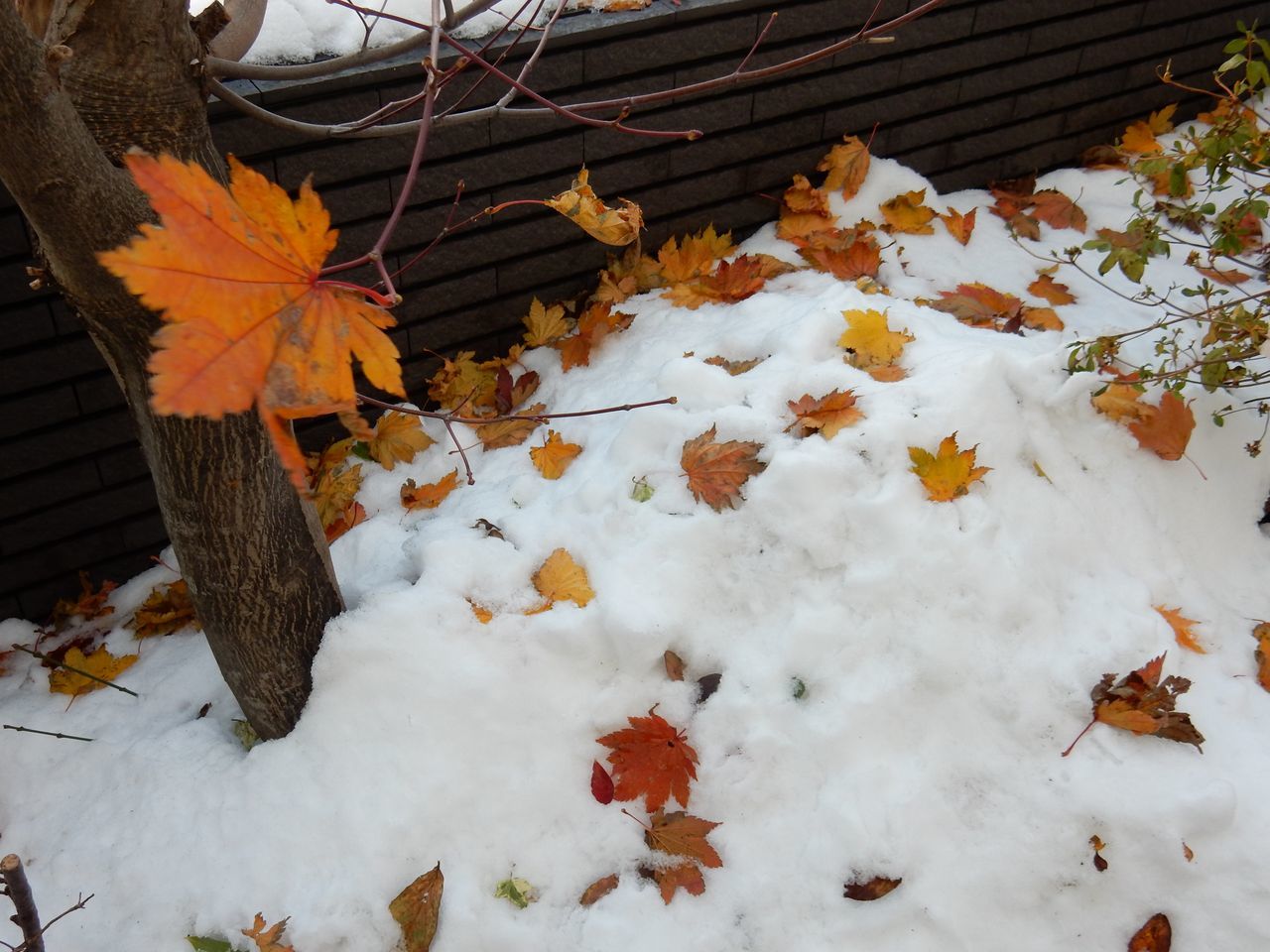 今日は降らず積雪深は10センチダウン_c0025115_22103767.jpg
