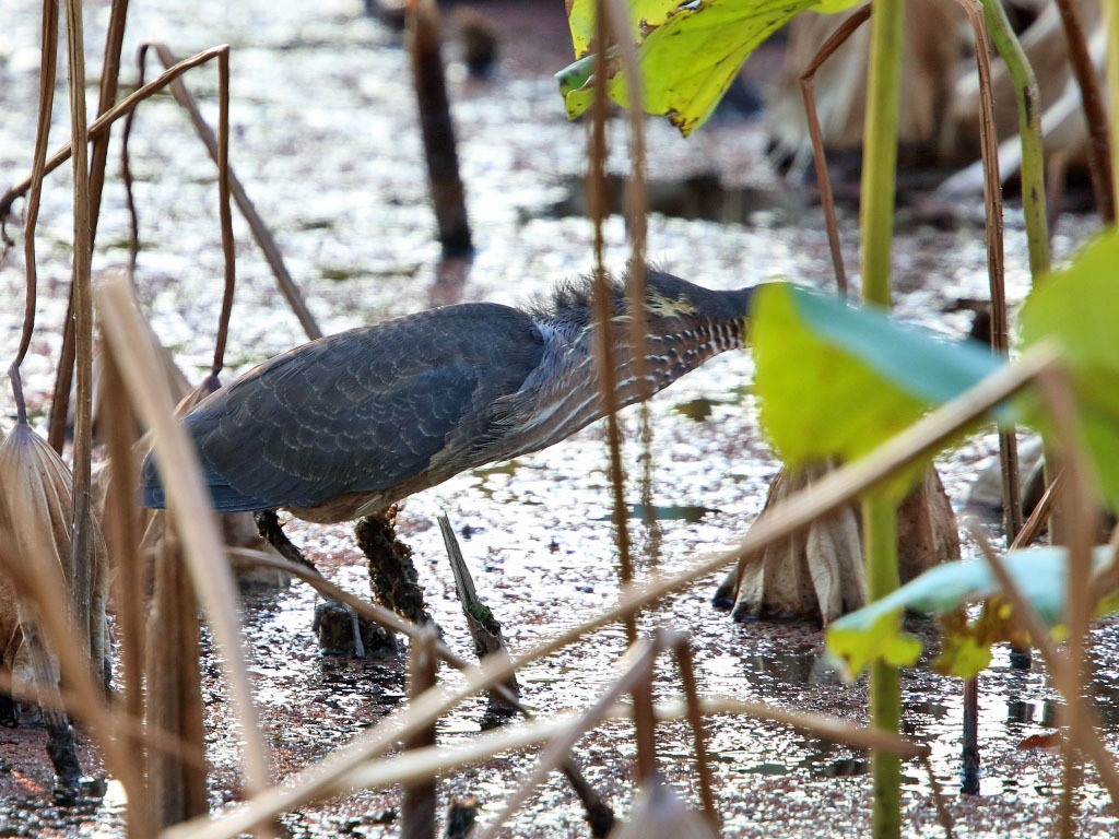 タカサゴクロサギ_f0368325_20465198.jpg