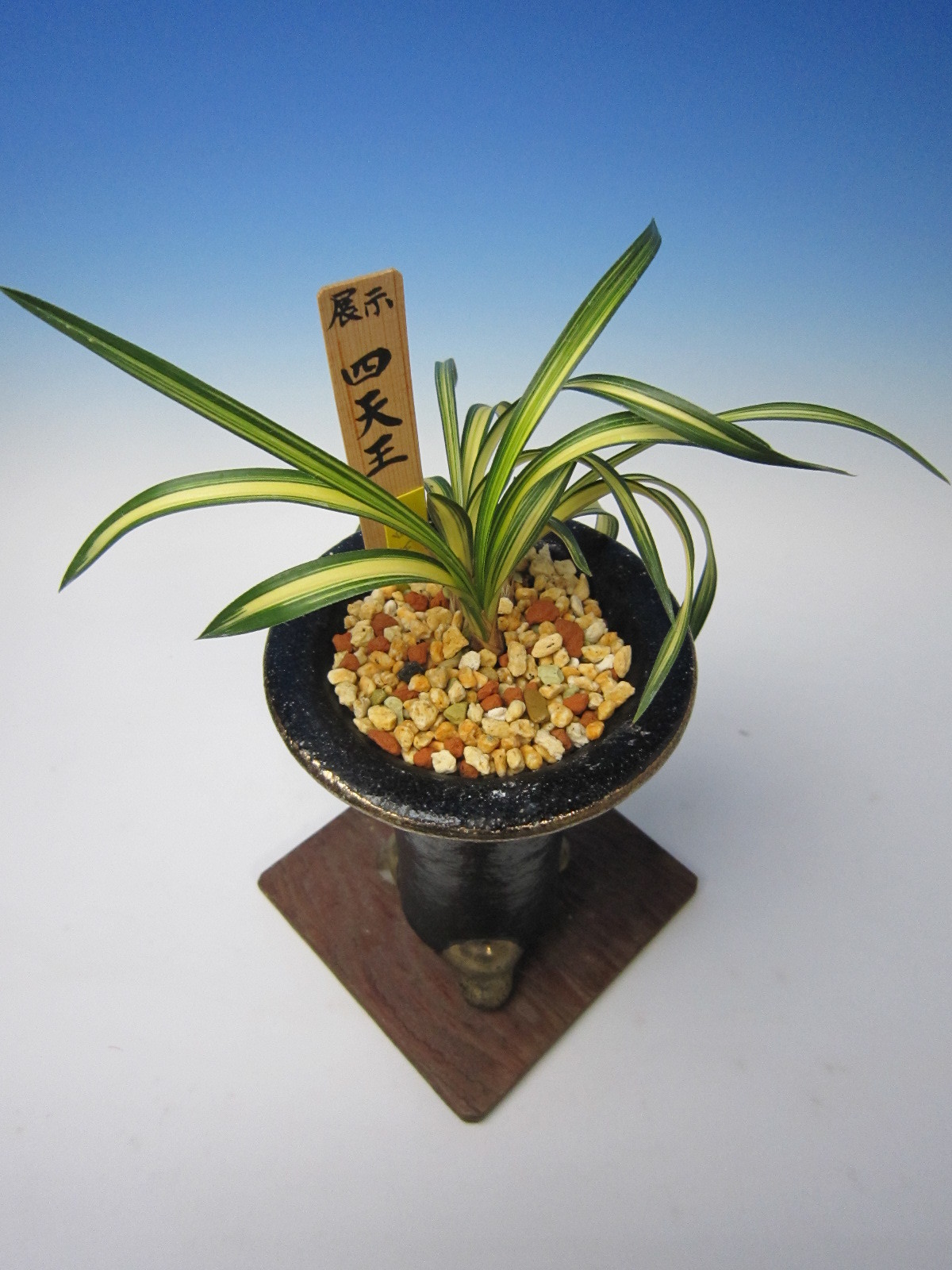 春蘭　韓国春蘭　四天王　No.1 韓国春蘭 四天王 : 小川ガーデンのブログ