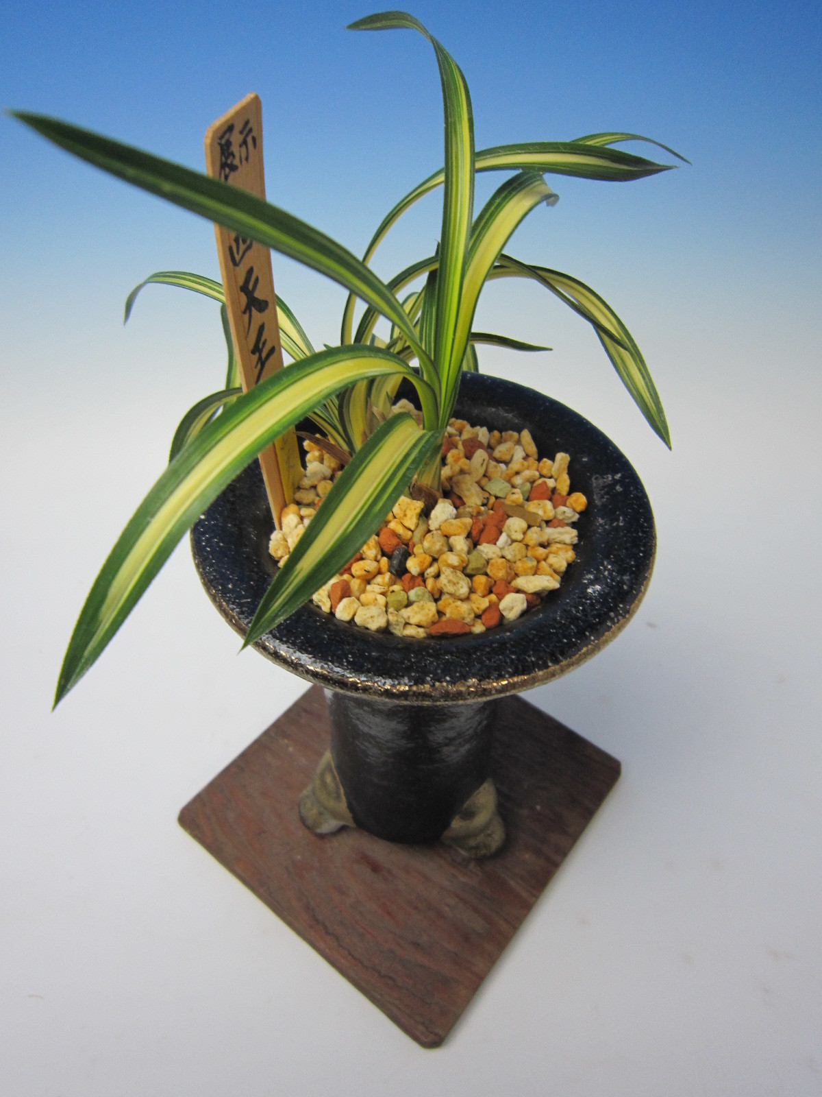 韓国春蘭 四天王 : 蘭万園日記