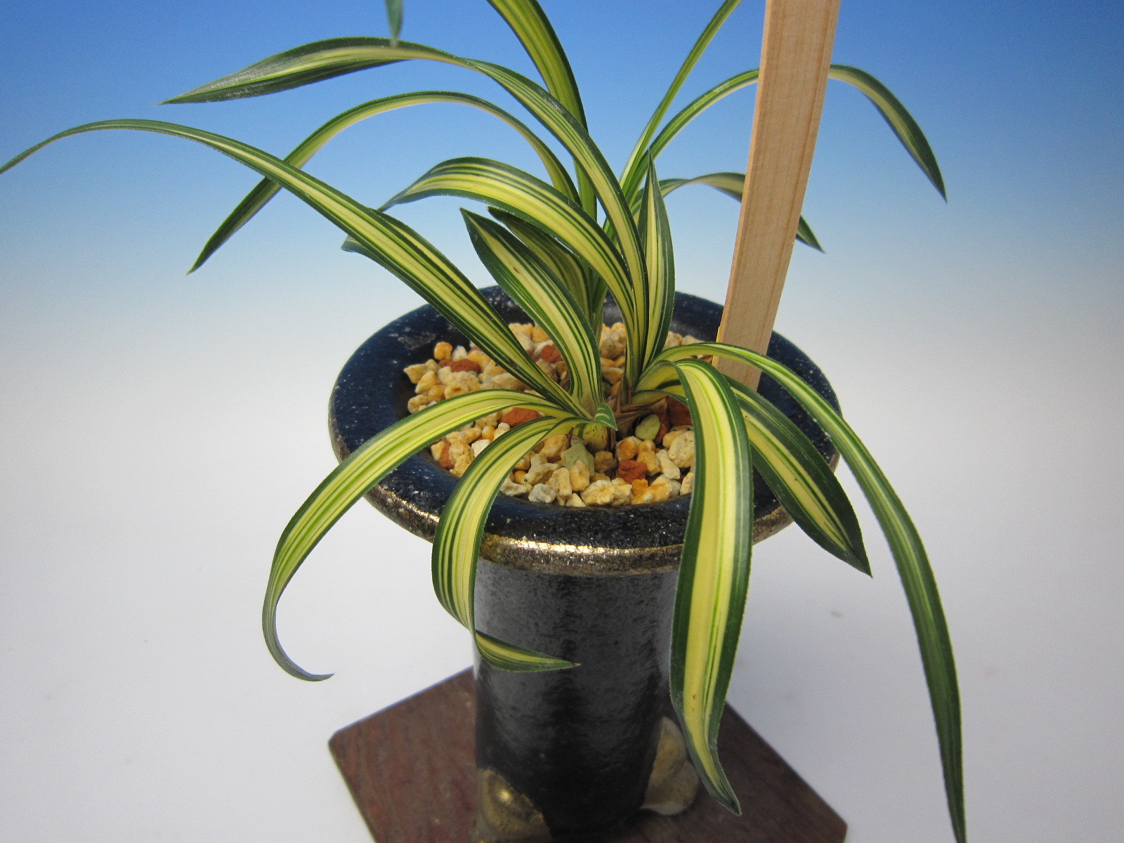 韓国春蘭 四天王 : 蘭万園日記