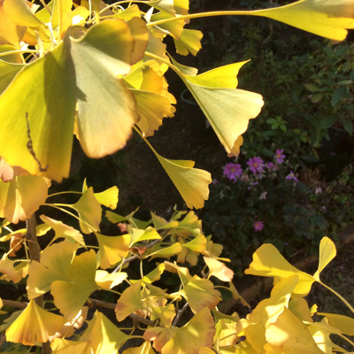 植木鉢の紅葉_c0037435_21432622.jpg