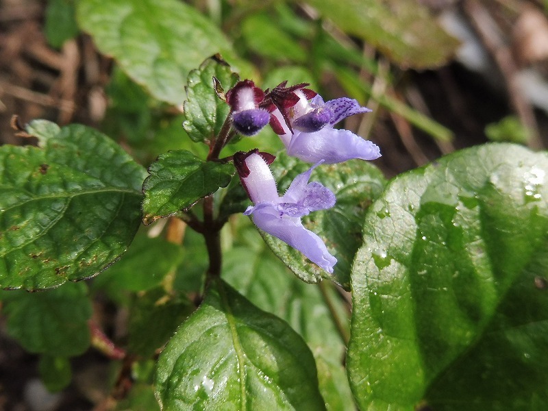 ハヤトウリの花_b0286737_05365981.jpg