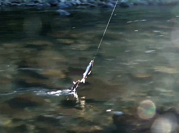 a0056140_21531956.gif