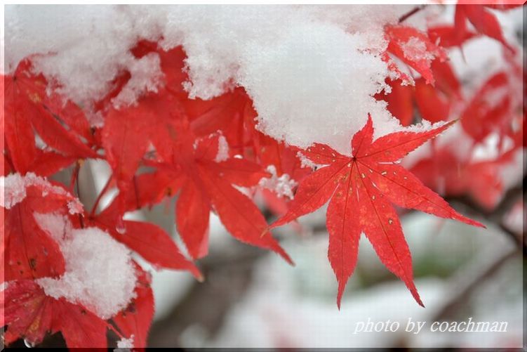 「雪と紅葉」3 平岡樹芸センター_a0315942_22060614.jpg