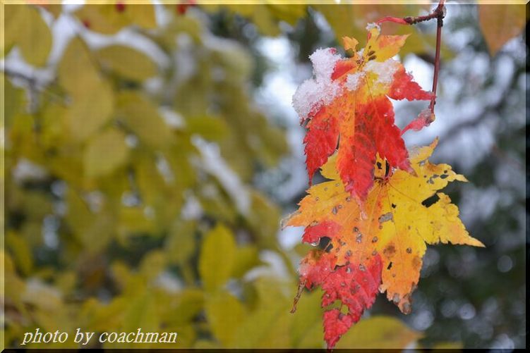 「雪と紅葉」3 平岡樹芸センター_a0315942_22061549.jpg