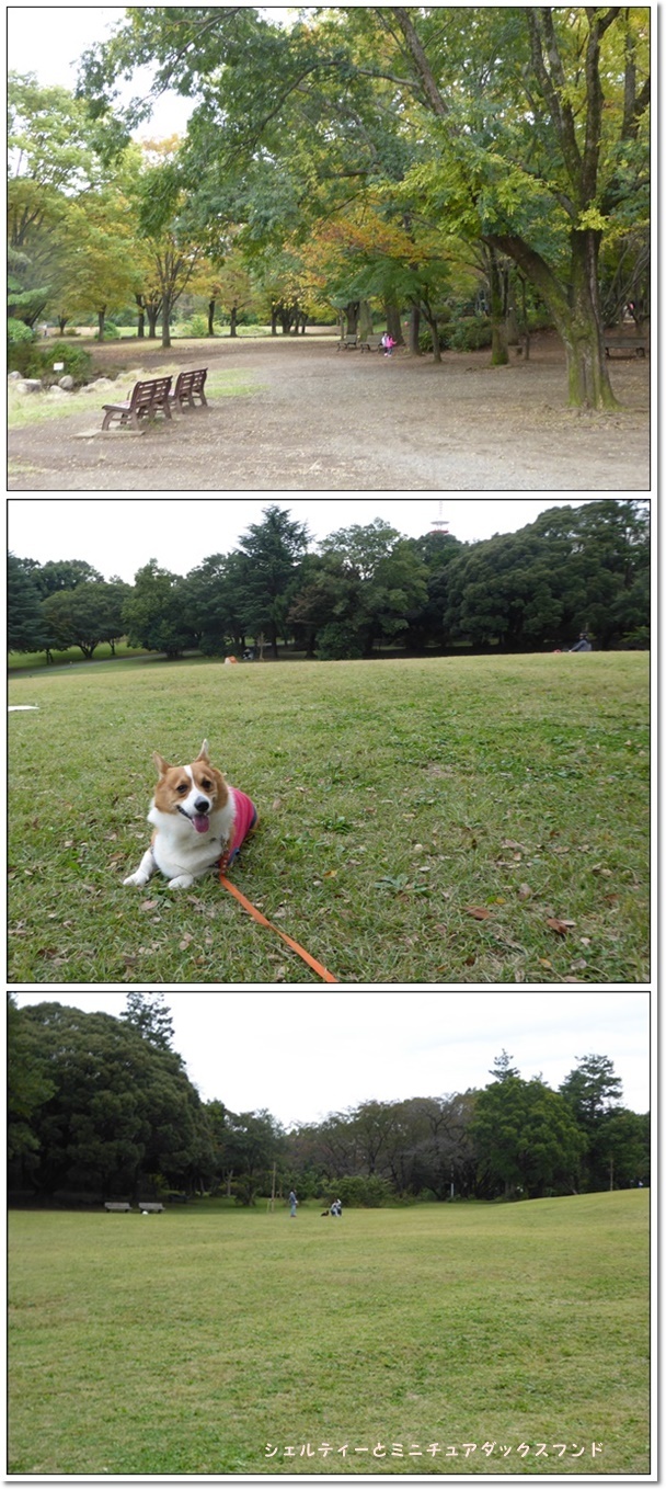 文化祭と航空公園_c0128342_21265649.jpg