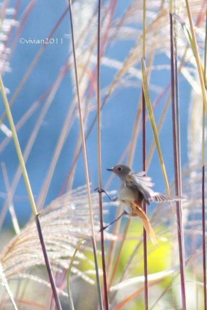 冬鳥たちがやって来た in 鬼怒グリーンパーク_e0227942_23165371.jpg