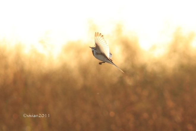 冬鳥たちがやって来た in 鬼怒グリーンパーク_e0227942_23252505.jpg