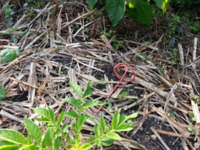 玉ねぎから目が離せない・・・獣との付き合い_c0330749_06190857.jpg