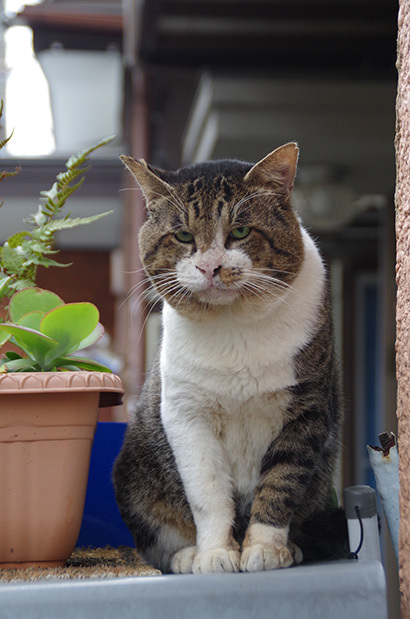 オヤジ、めしくれ!_a0028451_12580380.jpg