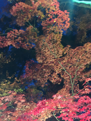 c0164354_13351696.jpg