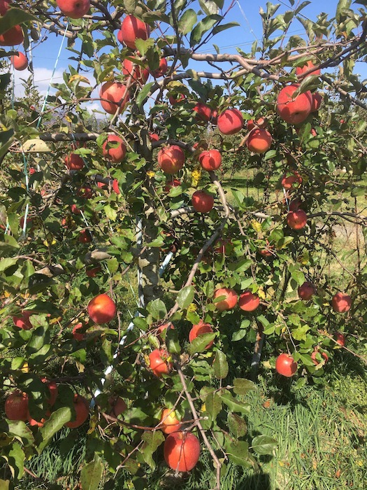 りんごの収穫！_d0240754_16181974.jpg