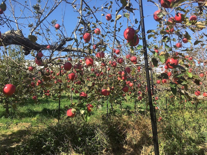 りんごの収穫！_d0240754_16183268.jpg