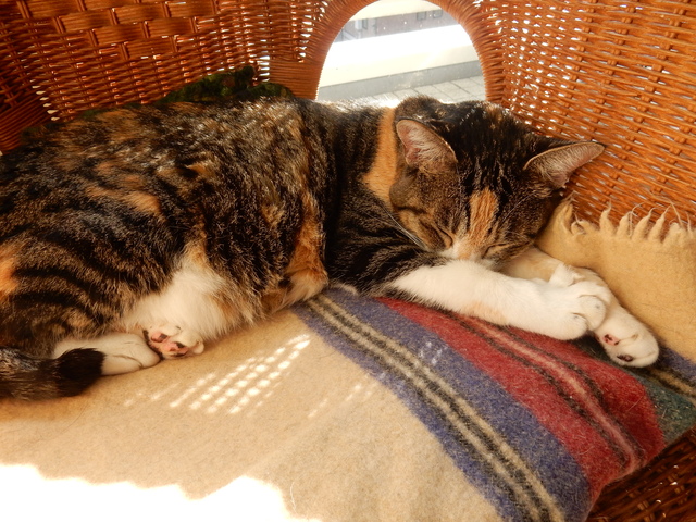 ’16,11,7(月)何でもない日!_f0060461_11331499.jpg