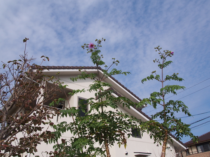 b0194267_2250418.jpg
