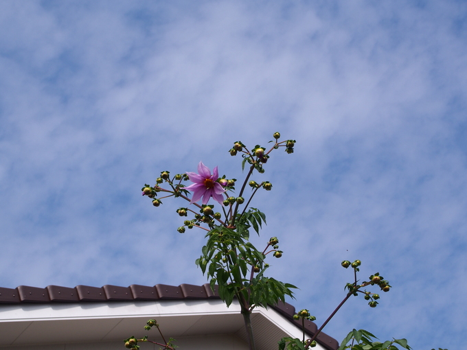 b0194267_22523961.jpg