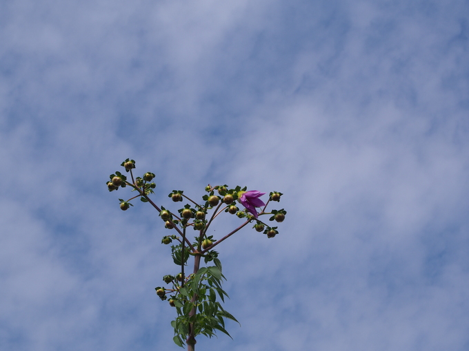 b0194267_22552096.jpg