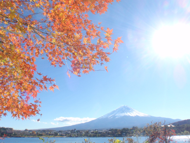 河口湖の紅葉は見頃です_c0156371_1095465.jpg