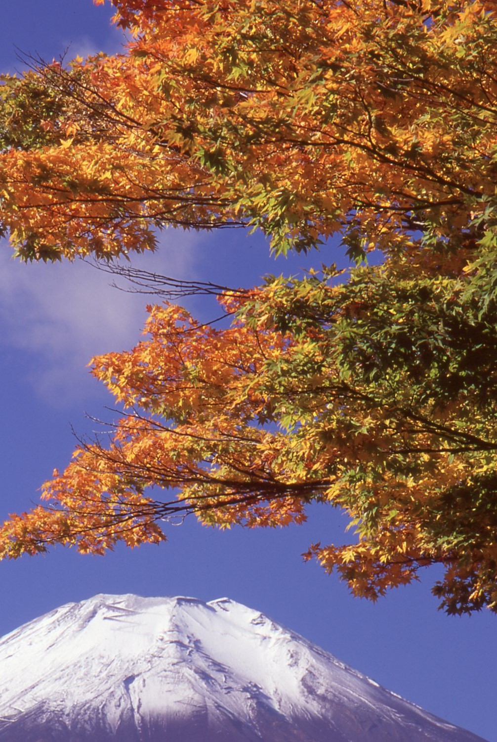 １１月の富士山２．：山中湖_e0080375_14244942.jpg