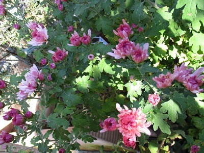 a0053480_06445175.jpg