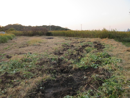 岬高校:サツマイモ掘り by (ナベサダ)_f0053885_2181963.jpg