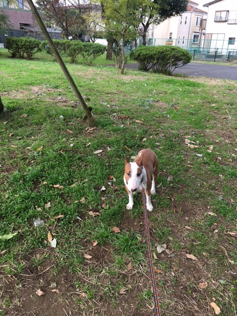 今朝は祖師谷公園_b0349589_1146260.jpg