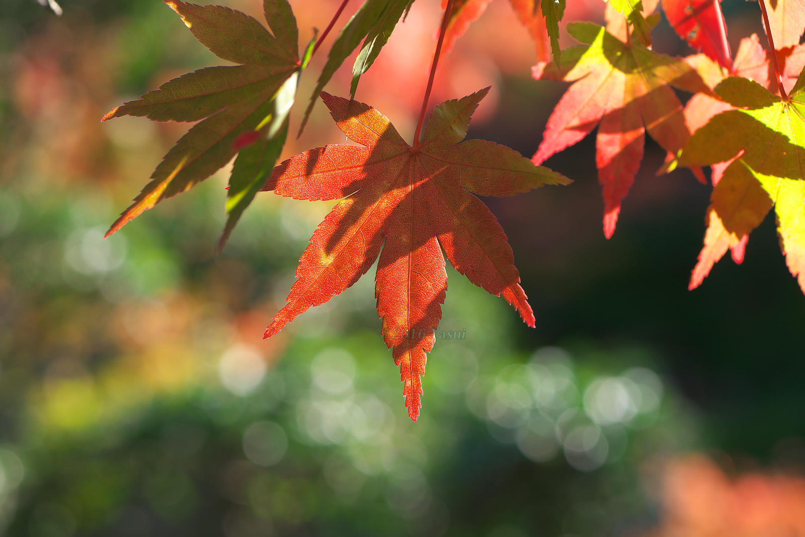 近場で紅葉探し_c0081492_17231205.jpg