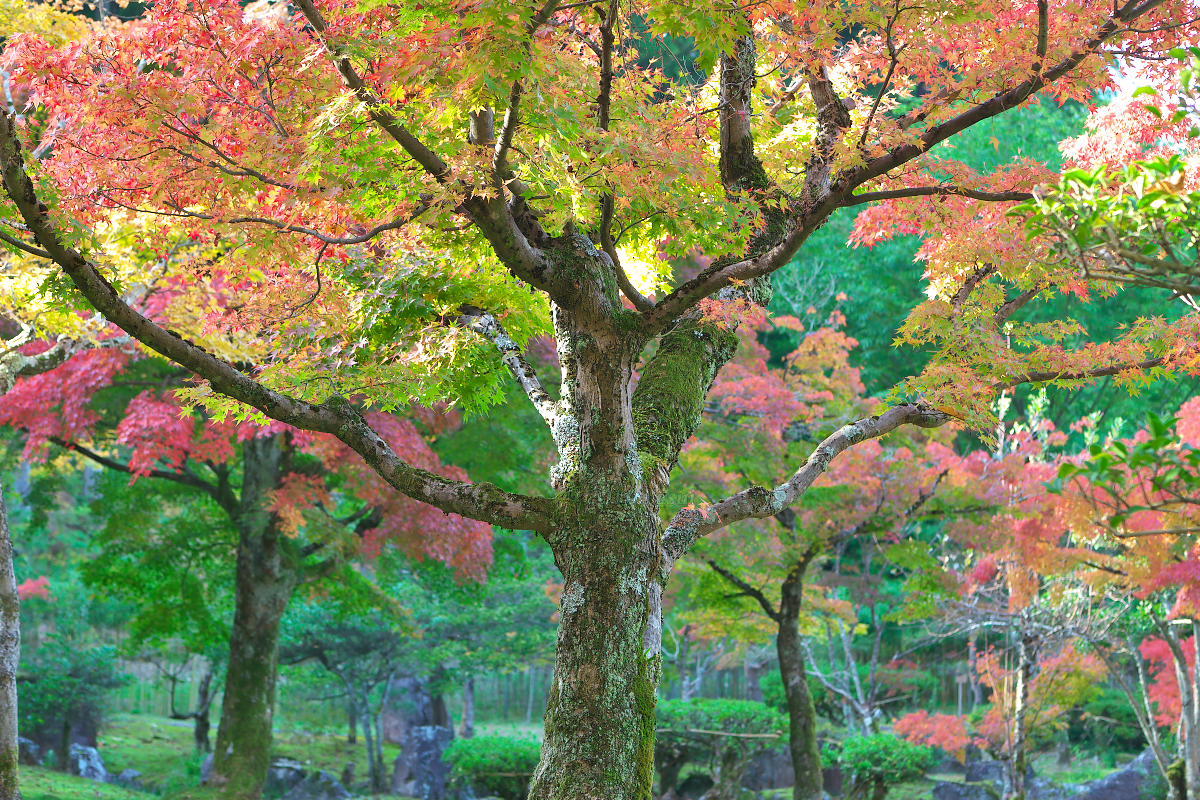 近場で紅葉探し_c0081492_17324524.jpg