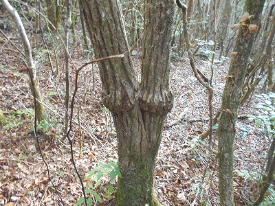 f0308898_7573975.jpg