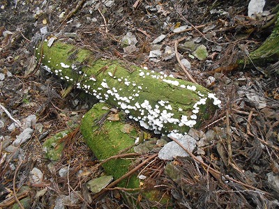 f0308898_8143074.jpg