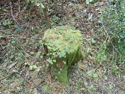 f0308898_818594.jpg