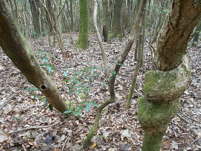 f0308898_824464.jpg