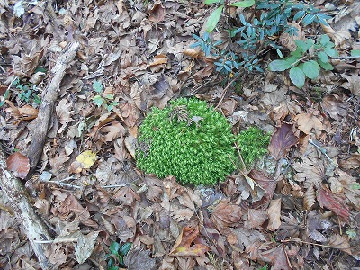 f0308898_875251.jpg