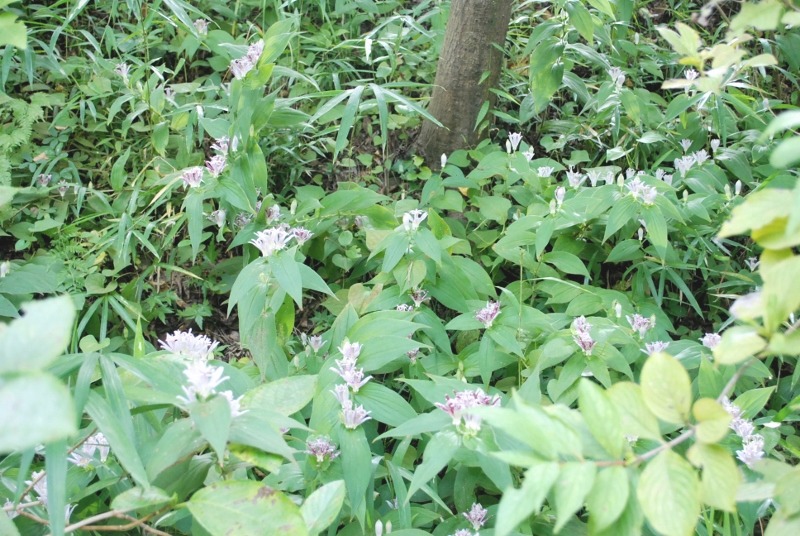 e0025300_20192093.jpg