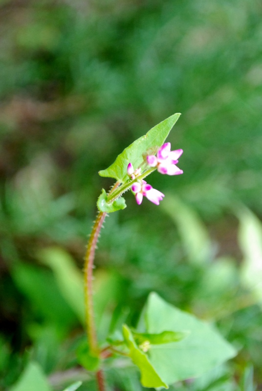e0025300_20404846.jpg