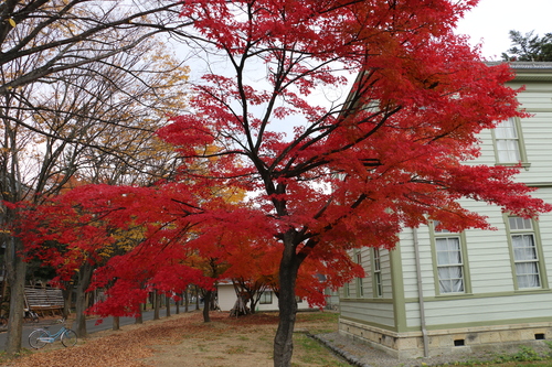 米沢キャンパスの紅葉　１１月８日　山茶始めて開く（つばき　始めて　開く）・２_c0075701_131290.jpg