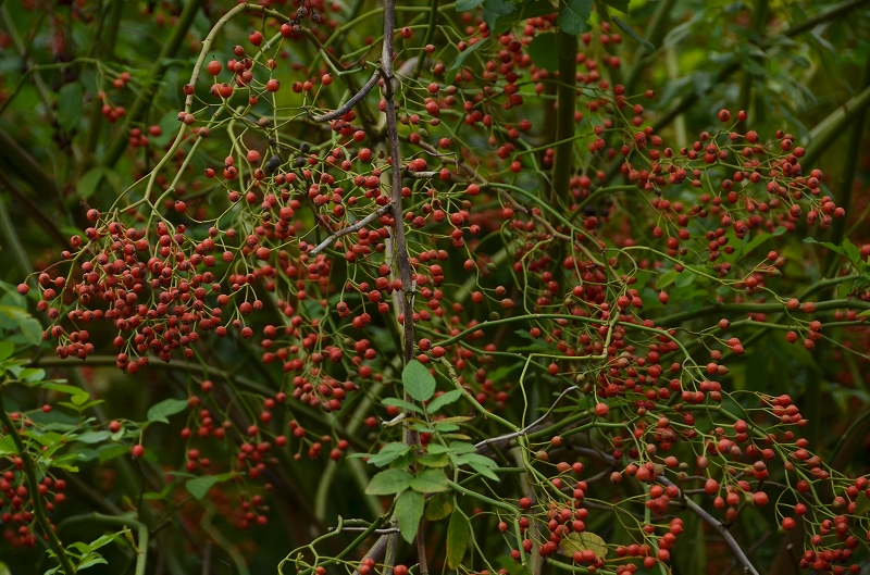 a0169902_0532153.jpg
