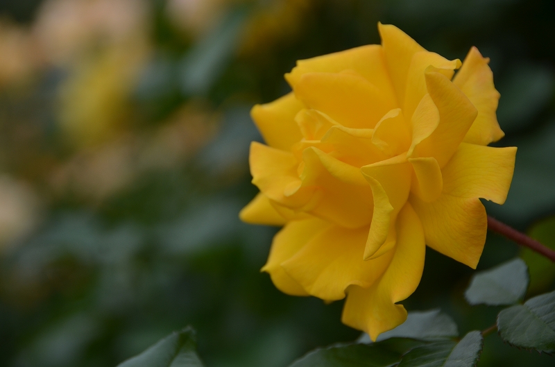 a0169902_056090.jpg