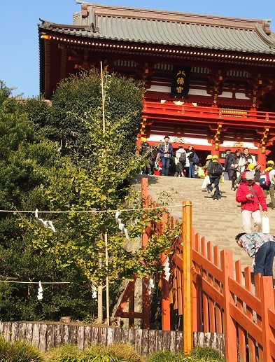 久しぶり　八幡様参拝(2016.11.07)_e0245404_12154518.jpg