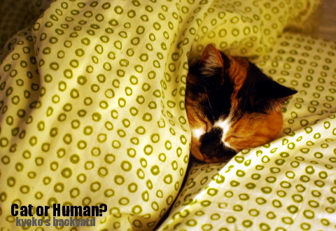 猫なのか、人間なのか?_b0253205_04592395.jpg