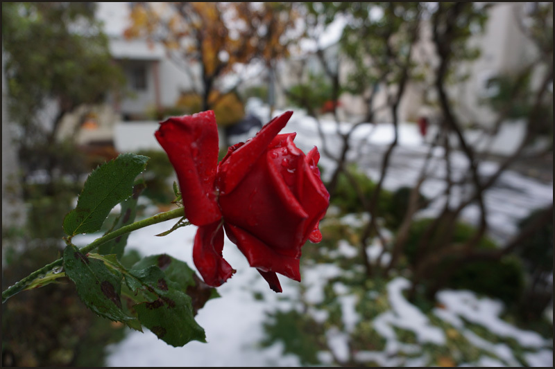 雪には驚かないけど・・・・_b0019313_16032131.jpg