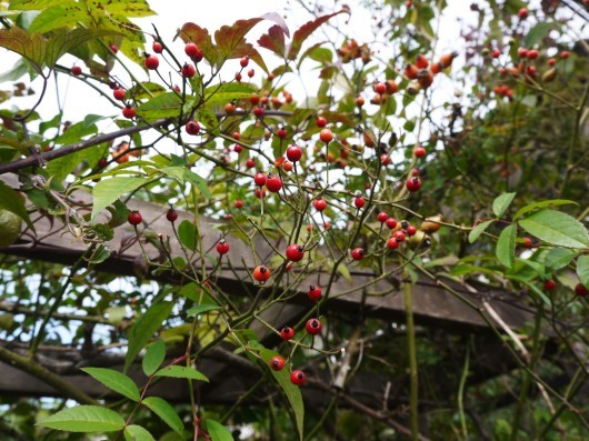 e0205713_20100965.jpg