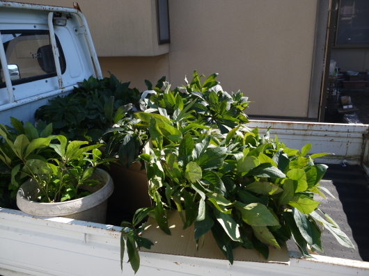 e0205713_20102862.jpg